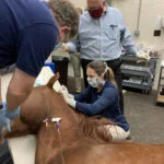 Equine_Vets_Horse