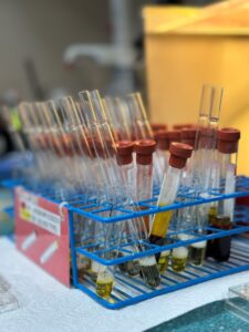 A rack of test tubes with red caps.