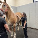 A woman is standing next to a horse