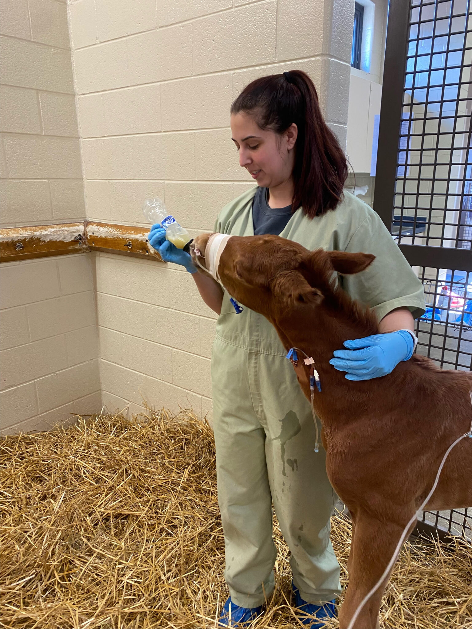 Careers - Rood & Riddle Equine Hospital