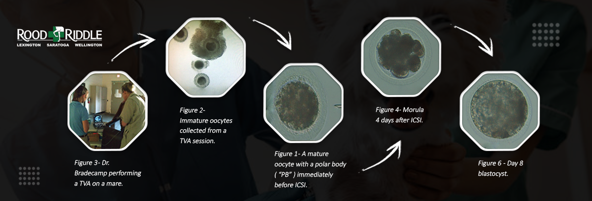 A picture of the process of embryo development.