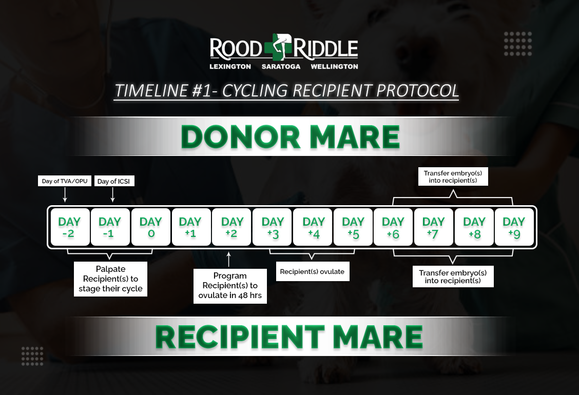 A timeline of the cycle of donor mare and recipient mare.
