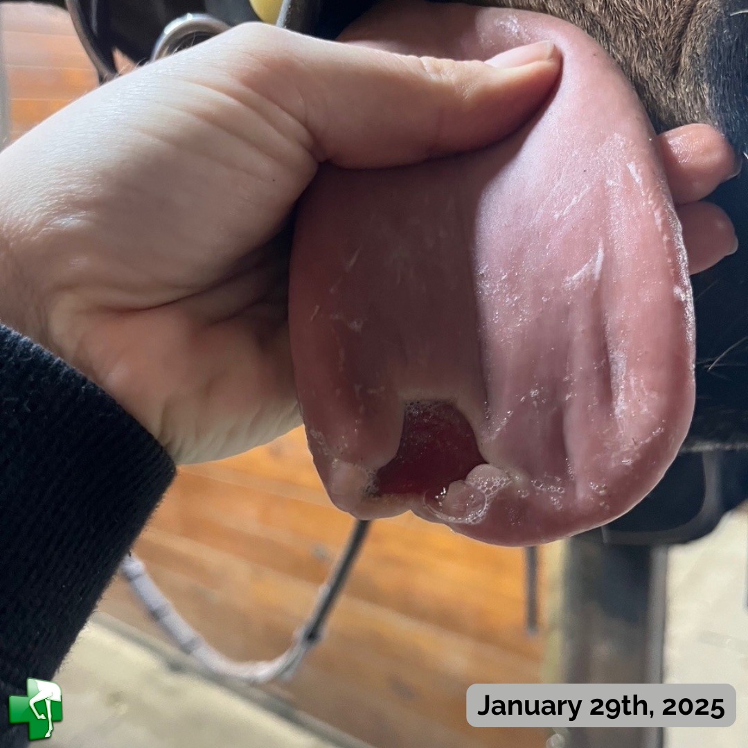 Tongue Lacertaion_3