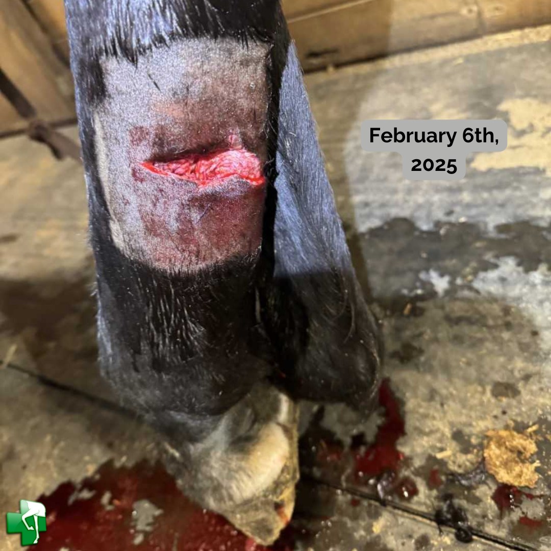 Leg laceration_1