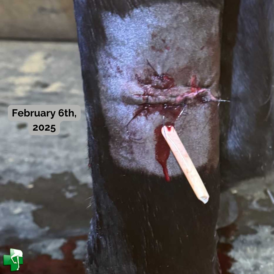 Leg laceration_2