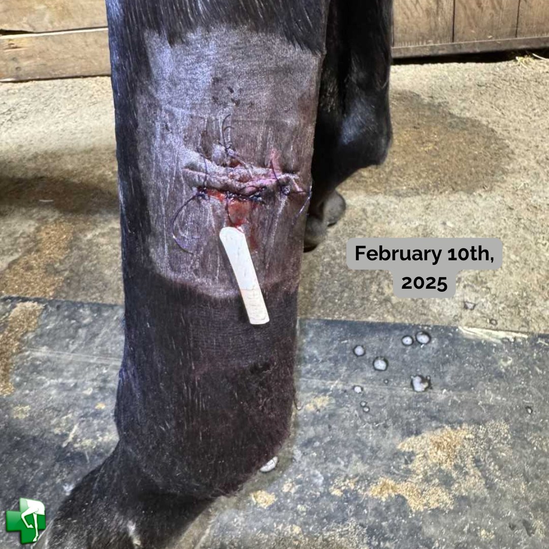 Leg laceration_4