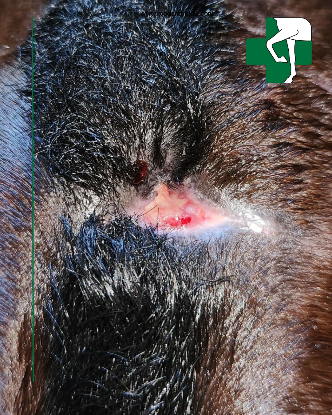 Poll Laceration_4