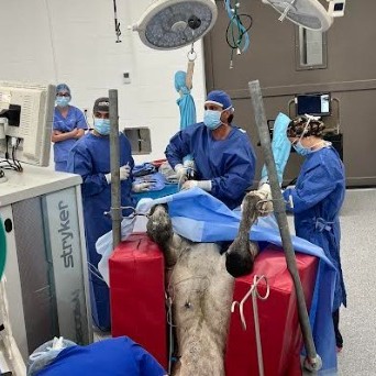 stifle arthroscopy surgery