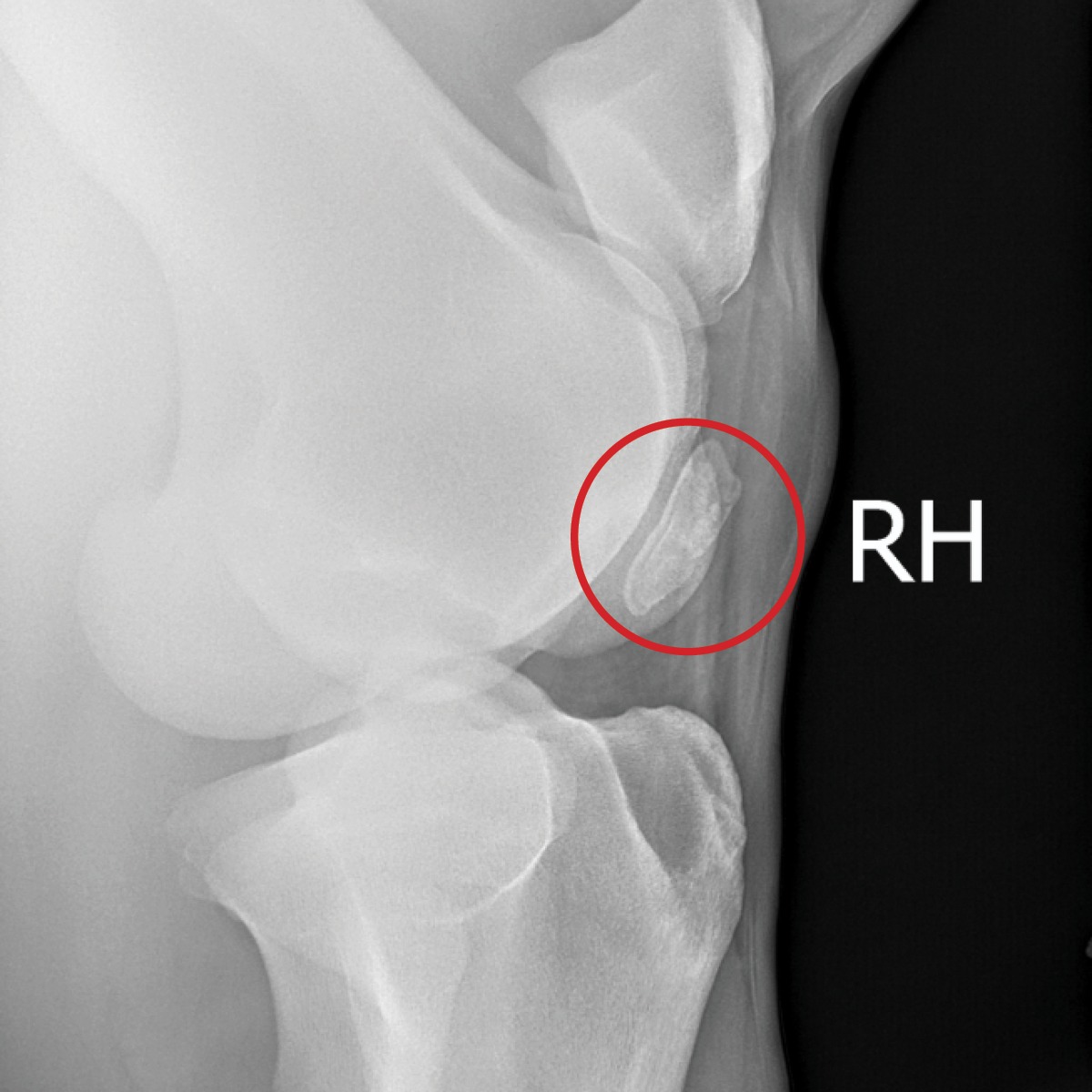 stifle arthroscopy xray_1